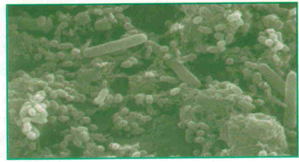 バクテリア写真